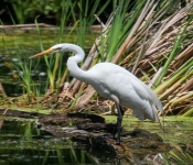 2016 06 11 WildLife MPLS 037
